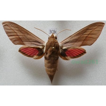 Theretra alecto (Linnaeus, 1758) ex. ovo Greece, Rhodes30k